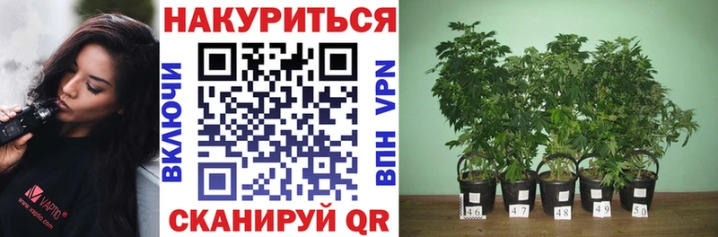 Бошки марихуана Bruce Banner  мориарти формула  Бор  дарнет шоп 